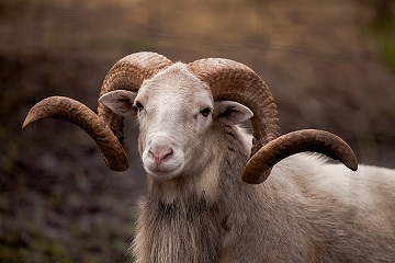 a young ram